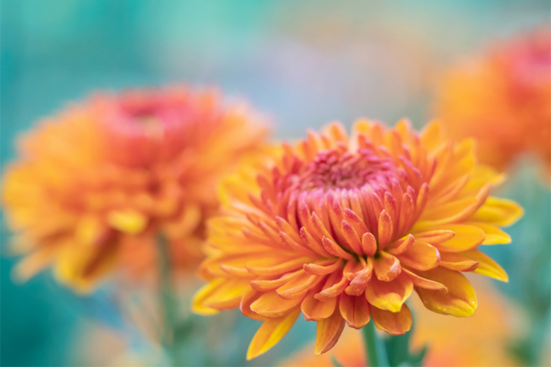 Image of an Chrysanthemum for Betty Jane Ware's November Newsletter.